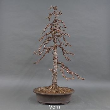 Laerche mit Blüten 2025