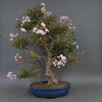 Preview: Satsuki, Azalee, Bonsai