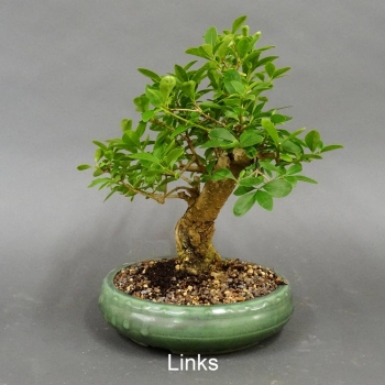 Liguster, Ligustrum vulgare