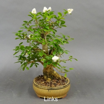 Liguster, Ligustrum vulgare
