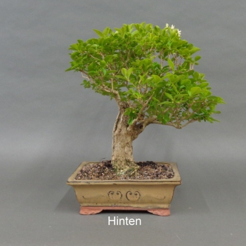 Preview: Liguster, Ligustrum vulgare, links