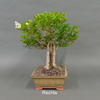 Preview: Liguster, Ligustrum vulgare, rechts