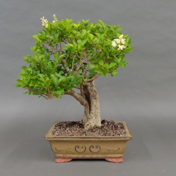Liguster, Ligustrum vulgare, vorn