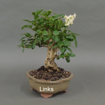 Preview: Liguster, Ligustrum vulgare