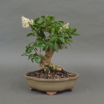 Liguster, Ligustrum vulgare