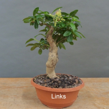 Preview: Liguster, Ligustrum vulgare