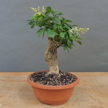 Liguster, Ligustrum vulgare