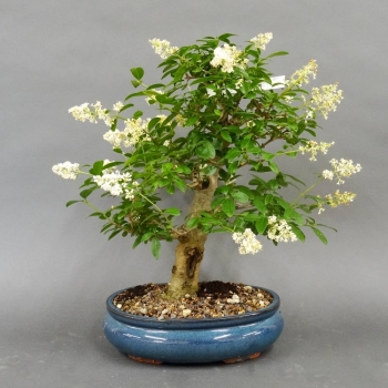 Liguster, Ligustrum vulgare