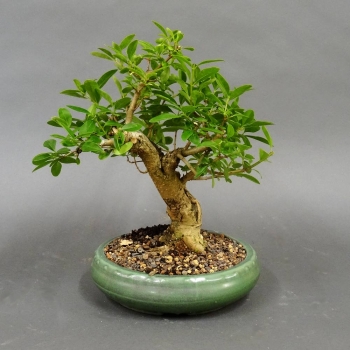 Liguster, Ligustrum vulgare