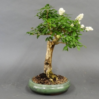 Liguster, Ligustrum vulgare