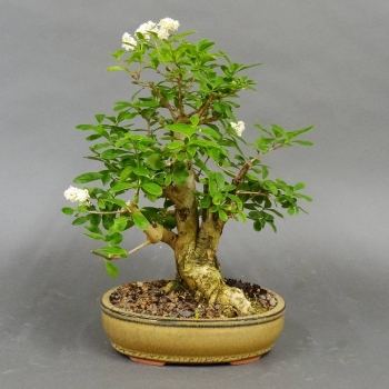 Liguster, Ligustrum vulgare