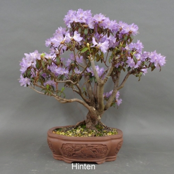 Preview: hinten