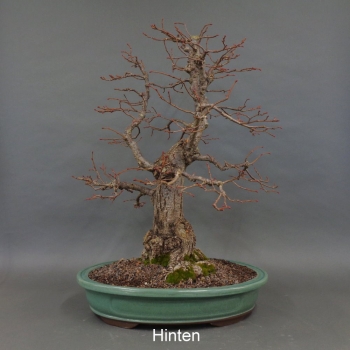 Preview: Bonsai, Linde, Herbst