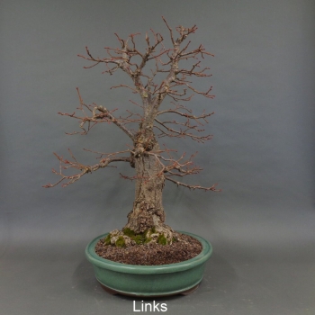 Preview: Bonsai, Linde, Herbst