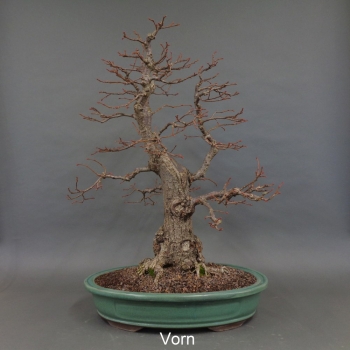 Preview: Bonsai, Linde, Herbst