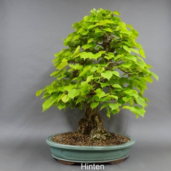 Bonsai, Linde