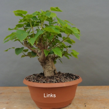 Preview: Tilia, cordata, Linde, Winterlinde, Bonsai