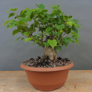 Tilia, cordata, Linde, Winterlinde, Bonsai
