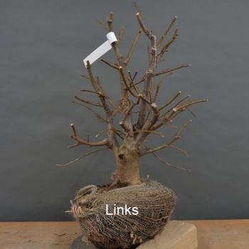 Preview: Tilia, cordata, Linde, Winterlinde, Bonsai