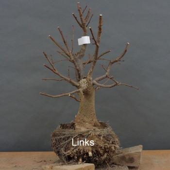 Preview: Tilia, cordata, Linde, Winterlinde, Bonsai