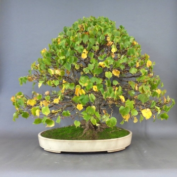 Preview: Bonsai, Linde, Herbst