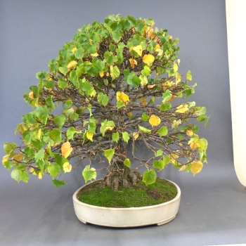Preview: Bonsai, Linde, Herbst