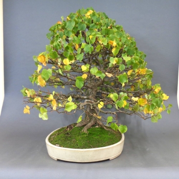 Preview: Bonsai, Linde, Herbst