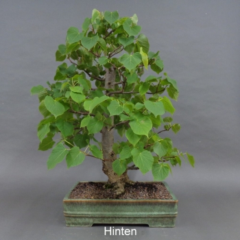 Preview: Winterlinde, hinten