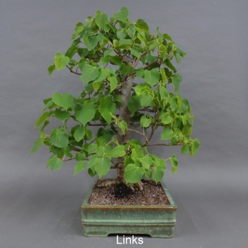 Preview: Winterlinde, links