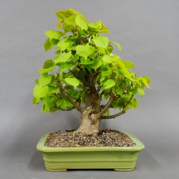 Tilia, cordata, Linde, Winterlinde, Bonsai