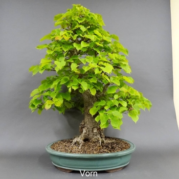 Winterlinde - Tilia cordata 11