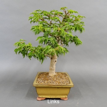 Bonsai, Faecherahorn