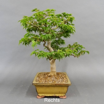Bonsai, Faecherahorn