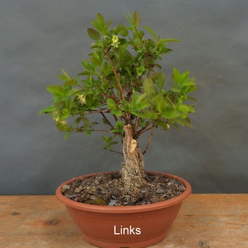 Preview: Blaue Heckenkirsche, Lonicera, caerulea