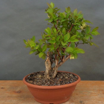 Blaue Heckenkirsche, Lonicera, caerulea