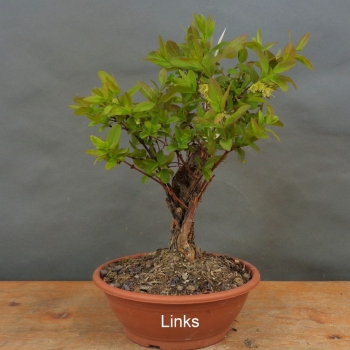 Preview: Blaue Heckenkirsche, Lonicera, caerulea