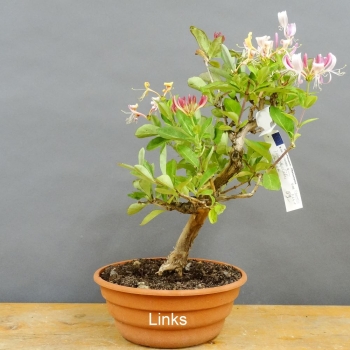 Bonsai Lonicera x heckrottii
