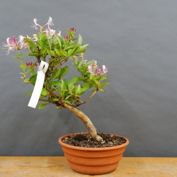 Bonsai Lonicera x heckrottii