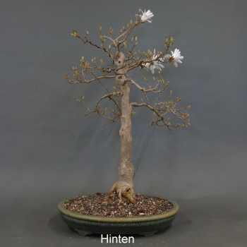 Preview: Sternmagnolie