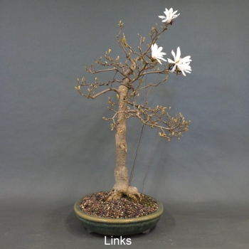 Preview: Sternmagnolie