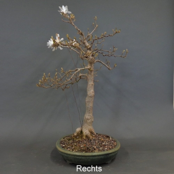 Preview: Sternmagnolie