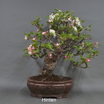 Preview: Bonsai, Apfel, Hinteransicht