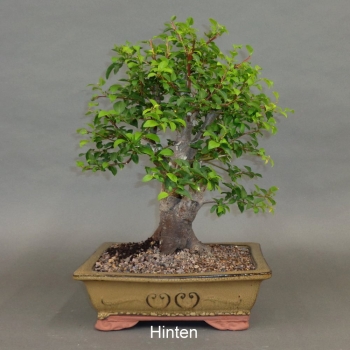 Preview: Mirabelle, Bonsai