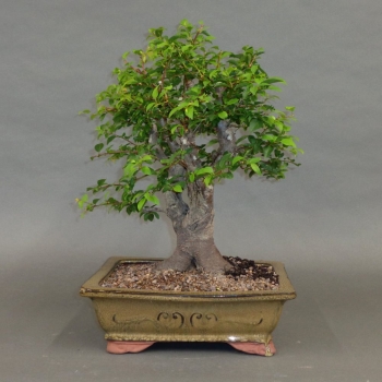 Mirabelle, Bonsai