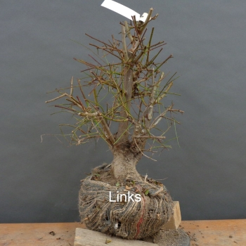 Preview: Prunus cerasifera, Mirabelle