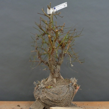 Wilde Mirabelle - Prunus cerasifera B10