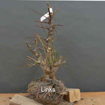 Preview: Prunus cerasifera, Mirabelle