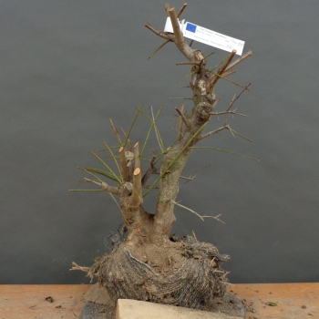 Wilde Mirabelle - Prunus cerasifera B11