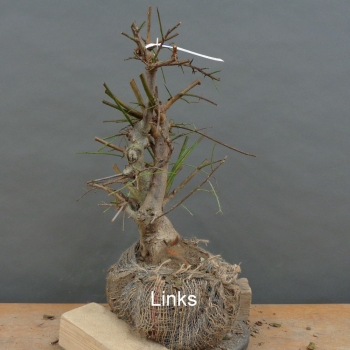 Preview: Prunus cerasifera, Mirabelle