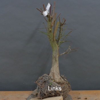 Preview: Prunus cerasifera, Mirabelle